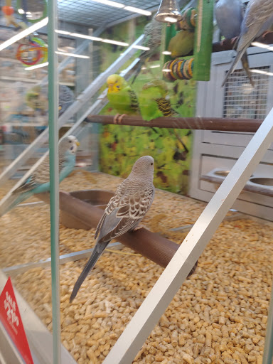 Pet Store «PetSmart», reviews and photos, 727 N Hwy 67, Cedar Hill, TX 75104, USA