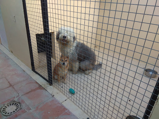 Hotel De Mascotas - La Casa Del Abuelo - Residencia Canina