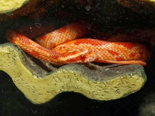 Pet Store «Affordable Pet Center», reviews and photos, 2022 Main St, Northampton, PA 18067, USA