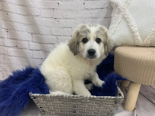 Pet Store «Petland», reviews and photos, 4082 William Penn Hwy #49B, Monroeville, PA 15146, USA