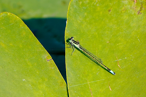 Tourist Attraction «Shark Valley Tram Tours», reviews and photos, 36000 SW 8th St, Miami, FL 33194, USA