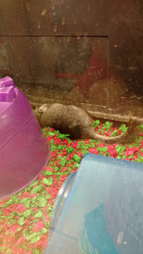 Pet Supply Store «PetSmart», reviews and photos, 11132 Abercorn St, Savannah, GA 31419, USA