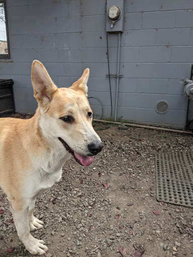 West Columbia Gorge Humane Society