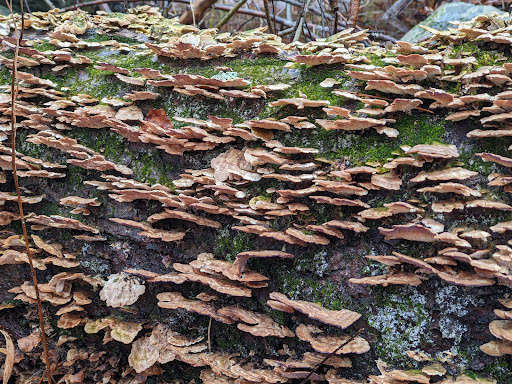 Non-Profit Organization «Museum of American Bird Art at Mass Audubon», reviews and photos, 963 Washington St, Canton, MA 02021, USA