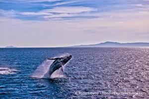 Condor Express Whale Watching image