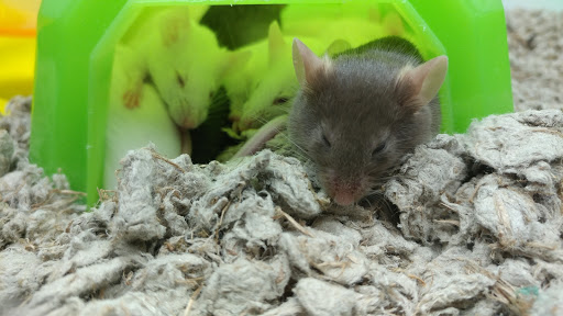 Pet Supply Store «Petco Animal Supplies», reviews and photos, 1203 SE Everett Mall Way f, Everett, WA 98208, USA