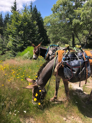Rando-Ane à Alleyrac