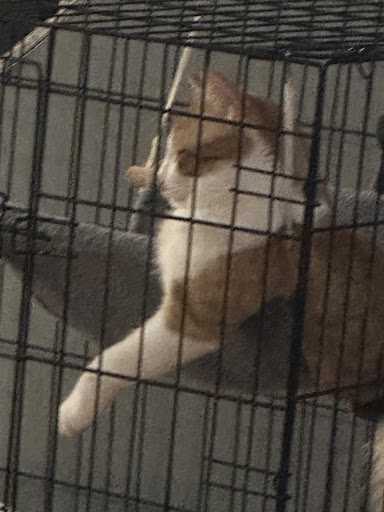 Charles E. Lotz, D.V.M. image