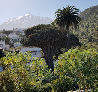 Parque del Drago Milenario C. Arcipreste Ossuna, 1, 38430 Icod de los Vinos, Santa Cruz de Tenerife, España
