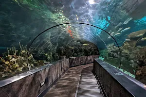 Ripley's Aquarium of the Smokies image