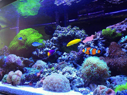 Aquarium «Aquatic Design & Development Group, LLC», reviews and photos, 1725 SW 17th St, Ocala, FL 34471, USA