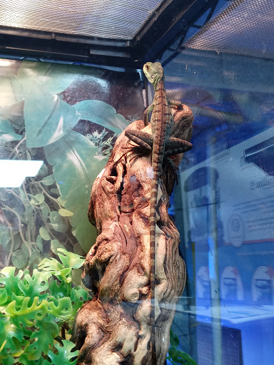 Pet Store «Pet Cove», reviews and photos, 820 E Center St, Kingsport, TN 37660, USA