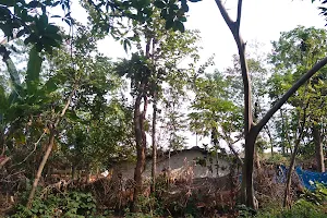 Tuthtoli Mango plantation image