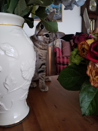 Pet Supply Store «Woodlands Pet Food & Treats», reviews and photos, 701 Strawberry Village, Mill Valley, CA 94941, USA