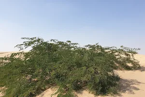 Shrubby Sand Dunes image