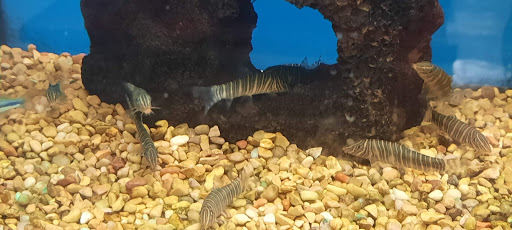 Pet Supply Store «Petco Animal Supplies», reviews and photos, 6181 Old Dobbin Ln #800, Columbia, MD 21045, USA