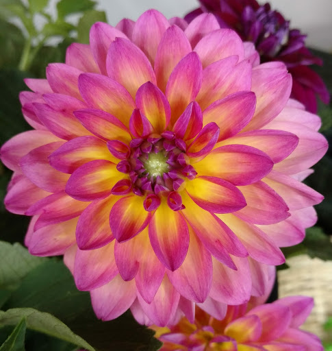 Florist «Garden of Eden Flower Shop», reviews and photos, 266 Shell Rd, Carneys Point, NJ 08069, USA