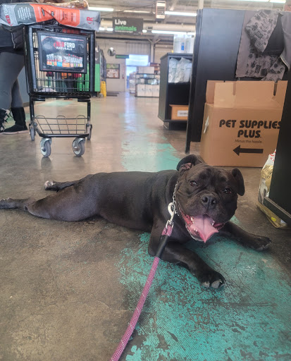 Pet Supply Store «Pet Supplies Plus», reviews and photos, 1411 S Stockton St, Lodi, CA 95240, USA