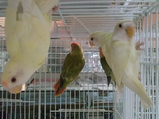 Pet Store «Louis Birds Pets & Supplies», reviews and photos, 80 Keyes St, San Jose, CA 95122, USA