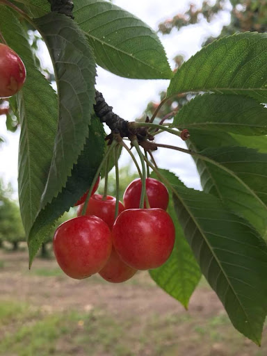 Produce Market «B&P Hitz Fruit Farm (Apples N Produce)», reviews and photos, 14070 Wilco Hwy NE, Woodburn, OR 97071, USA