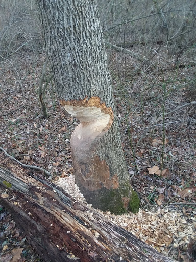 Nature Preserve «White Clay Creek State Park Nature Center», reviews and photos, 1475 Creek Rd, Newark, DE 19711, USA