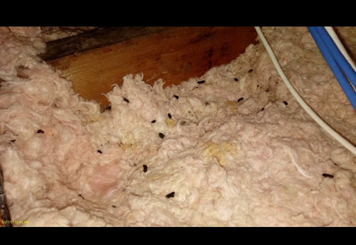 Pest Control Service «Critter Control of Miami», reviews and photos