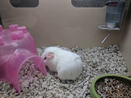 Pet Supply Store «Pet Supplies Plus», reviews and photos, 1240 Seminole Trail, Charlottesville, VA 22901, USA