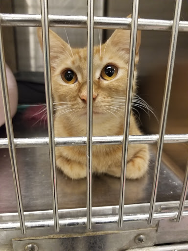 Pet Supply Store «PetSmart», reviews and photos, 8660 Airline Hwy, Baton Rouge, LA 70815, USA