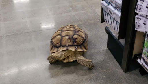 Pet Supply Store «Petco Animal Supplies», reviews and photos, 190 Quality Dr, Hooksett, NH 03106, USA