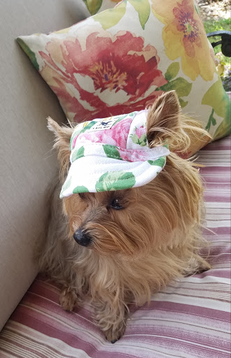 Pet Store «PetSmart», reviews and photos, 6545 North Grand Parkway West Suite 104, Spring, TX 77389, USA