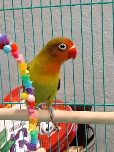 Bird Shop «The Aviary at Cauley Square», reviews and photos, 22400 Old Dixie Hwy, Miami, FL 33170, USA