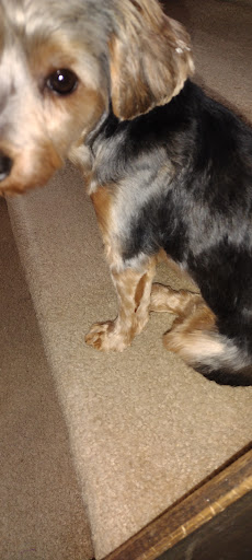 Pet Supply Store «PetSmart», reviews and photos, 139 Radio Dr, Stroudsburg, PA 18360, USA