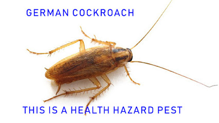 Cairns Pest Control Services