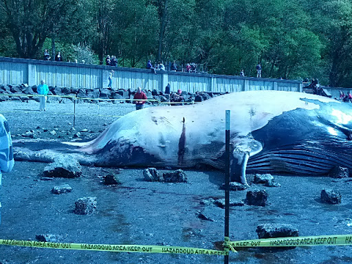 Park «Seahurst Park», reviews and photos, 1600 SW Seahurst Park Rd, Burien, WA 98166, USA