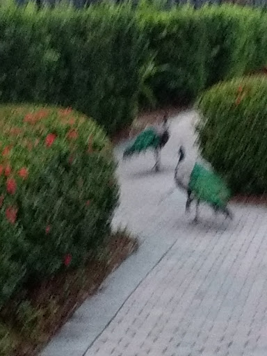 Private Golf Course «Deering Bay Yacht and Country Club», reviews and photos, 13610 Deering Bay Dr, Miami, FL 33158, USA