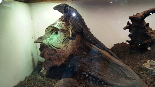 Pet Store «Tye-Dyed Iguana - Reptiles», reviews and photos, 1905 W U.S. 50, Fairview Heights, IL 62208, USA
