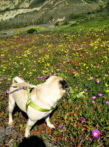 Park «Mussel Rock Park», reviews and photos, Skyline Dr & Westline Dr, Daly City, CA 94015, USA