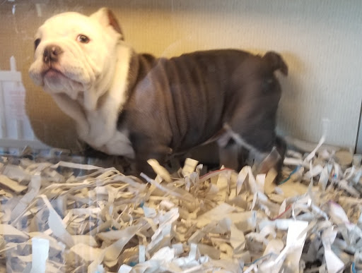 Pet Store «Puppies Plus LLC», reviews and photos, 6405 S Virginia St # 1, Reno, NV 89511, USA