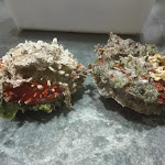 Photo n°2 de l'avis de Mariacristina.n fait le 21/05/2017 à 13:15 sur le  Ristorante Cosimino à Porto Cesareo