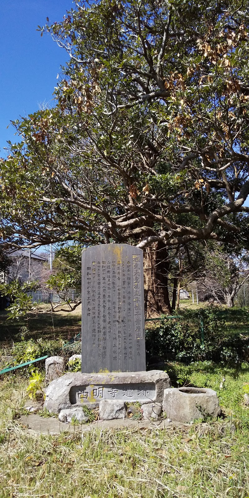 旧西明寺のなぎの大樹