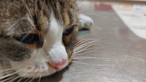 Centro Veterinario Doñana en Arroyo del Ojanco