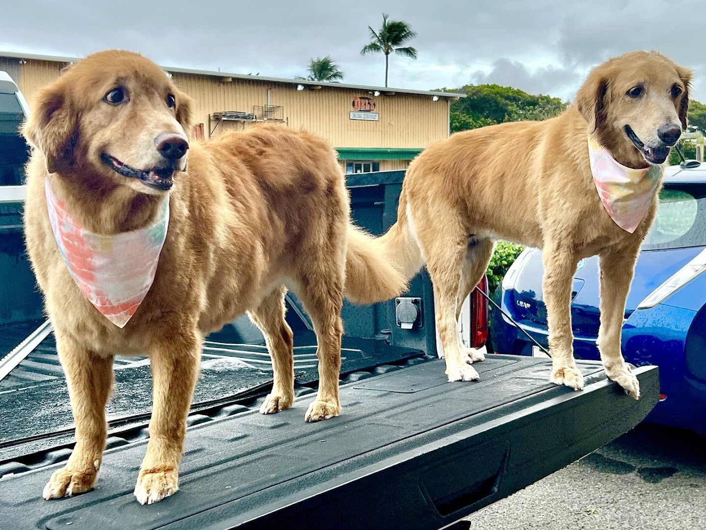 Club Pet Eco Spa Maui