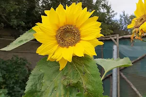 Santry Community Garden image