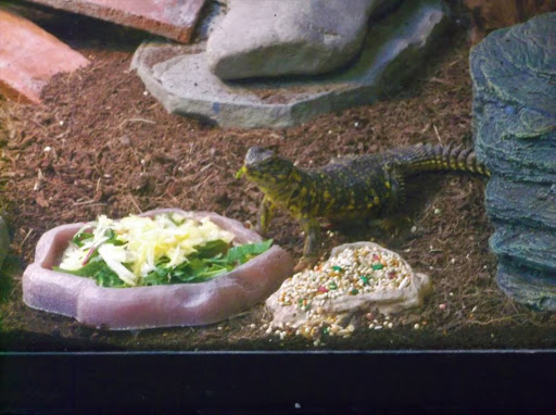 Pet Supply Store «Over Bridge Pet Supplies», reviews and photos, 24 Seneca St, Hornell, NY 14843, USA