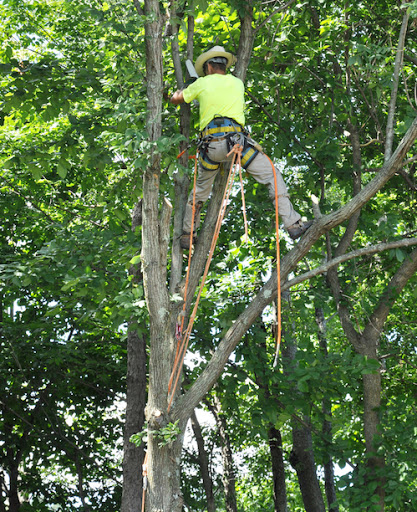 Winston-Salem Tree Service