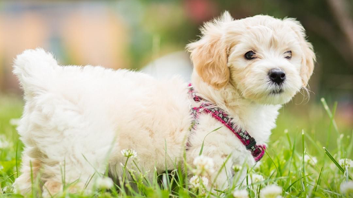 Insurance Agency «Joaquin Carrasquillo - State Farm Insurance Agent», reviews and photos