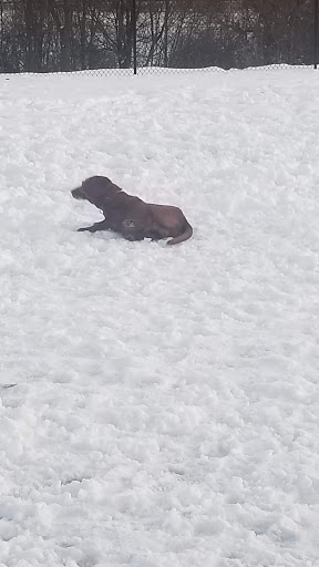 Park «Maple Hill Dog Park», reviews and photos, 390 County Rd 78, Middletown, NY 10940, USA