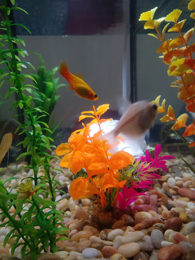 Pet Supply Store «PetSmart», reviews and photos, 1561 N Dysart Rd, Avondale, AZ 85323, USA