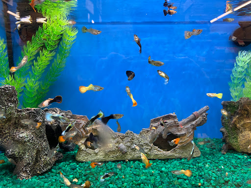 Pet Supply Store «Pet Supplies Plus», reviews and photos, 345 Willow Bend, Crystal, MN 55428, USA