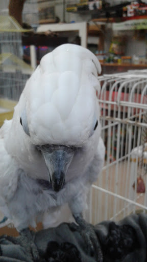 Tropical Fish Store «Fishy Business», reviews and photos, 911 E Church St, Lexington, TN 38351, USA